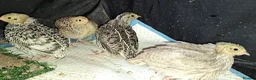 Quail poultry for sale: Coturnix Quails - Advert 6
