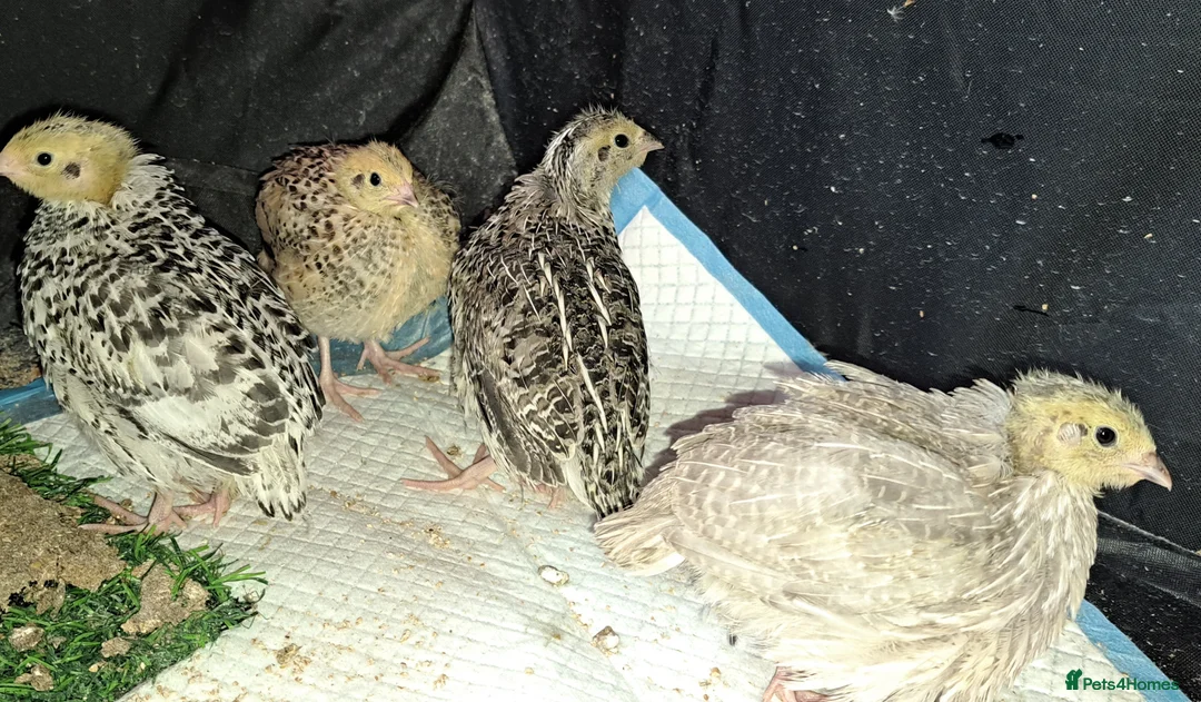 Quail poultry for sale: Coturnix Quails - Advert 6