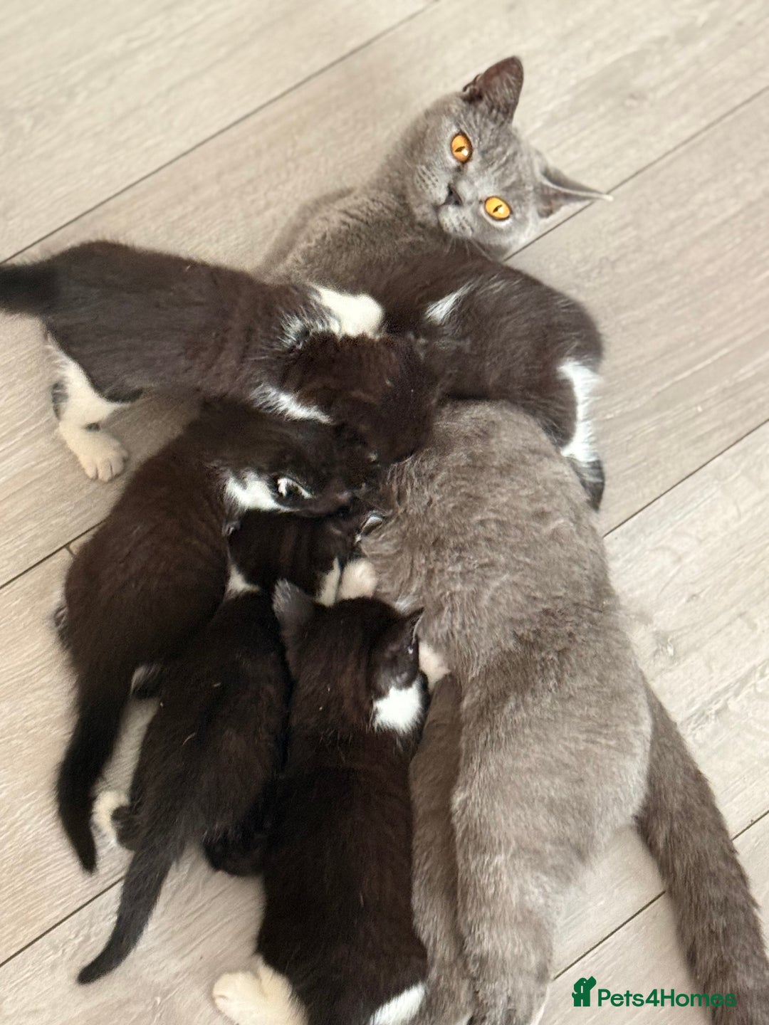 Mixed Breed cats for sale: Half British shorthair kittens  - Image 9