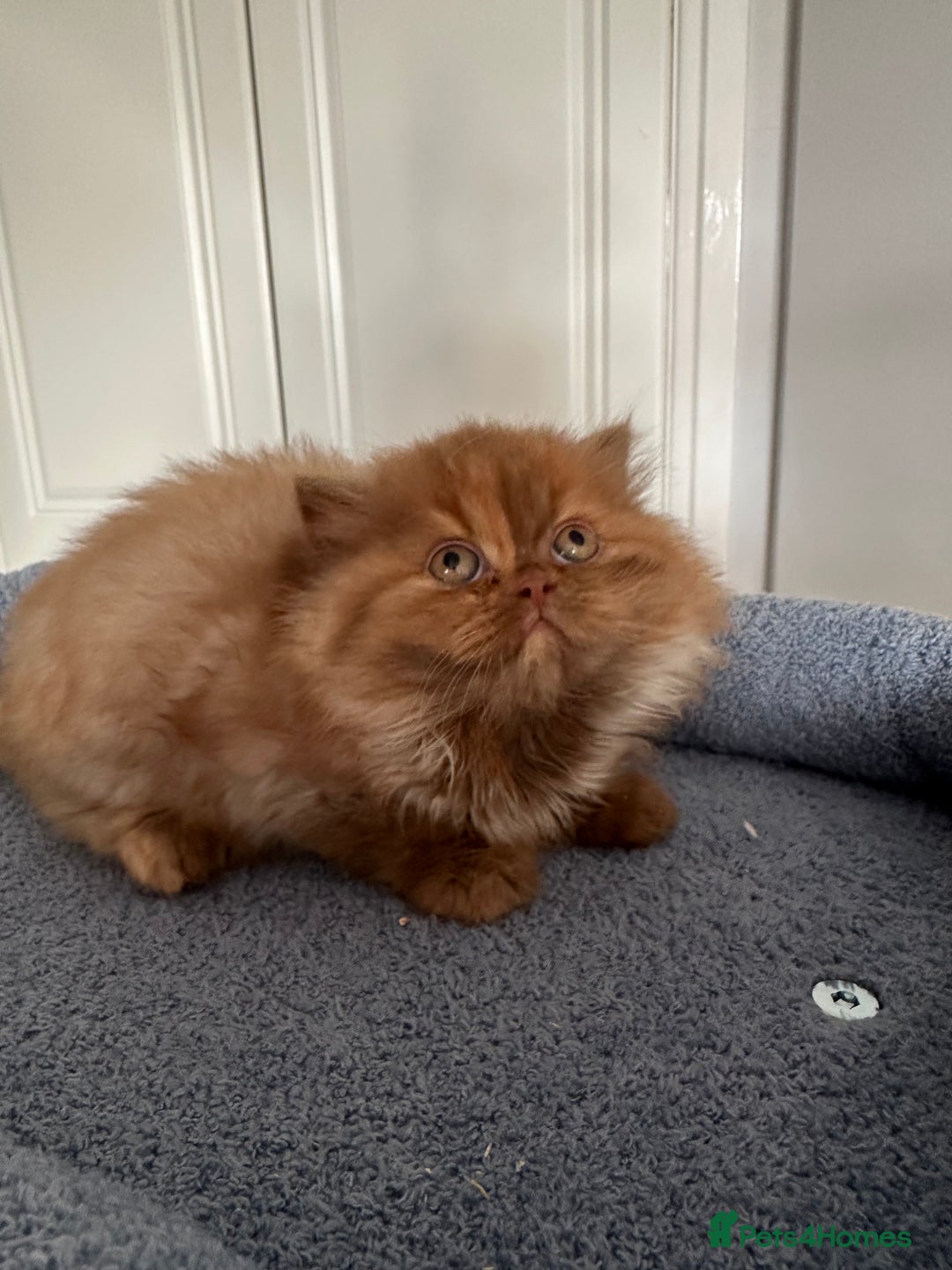 British Shorthair cats for sale: Gorgeous Cinnamon BSH and BLH kittens  - Image 4