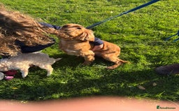 Mixed Breed dogs for sale: Beautiful Cocoranian Boy - Image 2