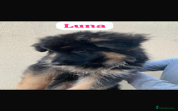 German Shepherd dogs for sale: KC reg GSD pups  - Image 4
