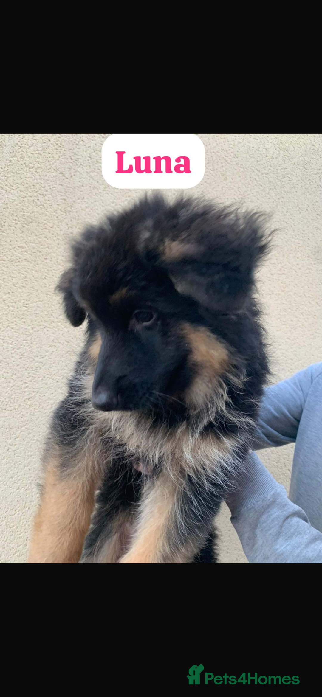 German Shepherd dogs for sale: KC reg GSD pups  - Image 4