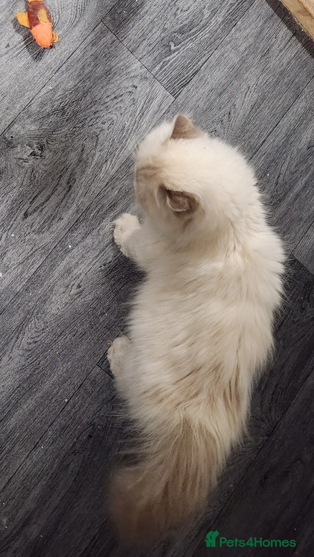 Persian cats for sale: Persian Queen, GCCF Active - Advert 3