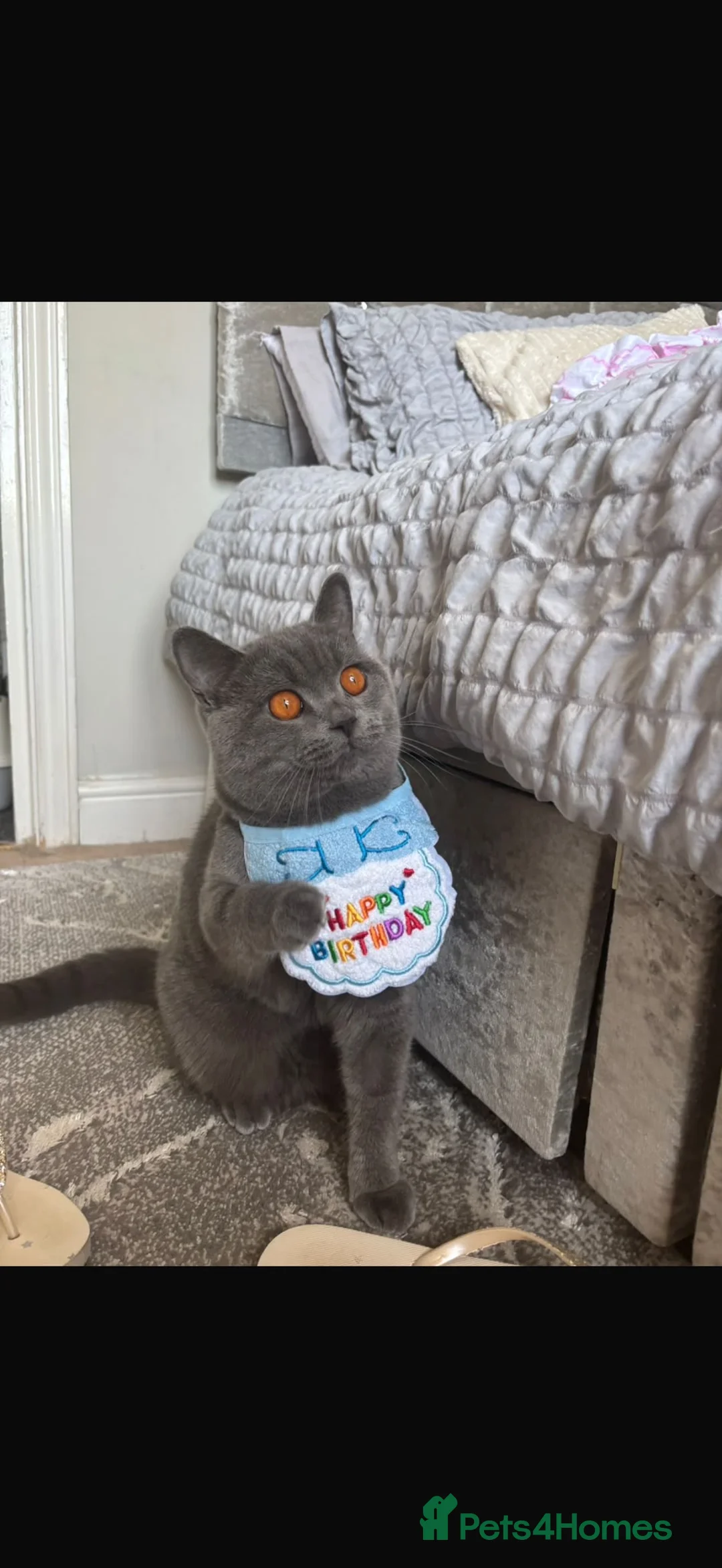 British Shorthair cats for sale: Beautiful full British short haired blue kittens  - Advert 2