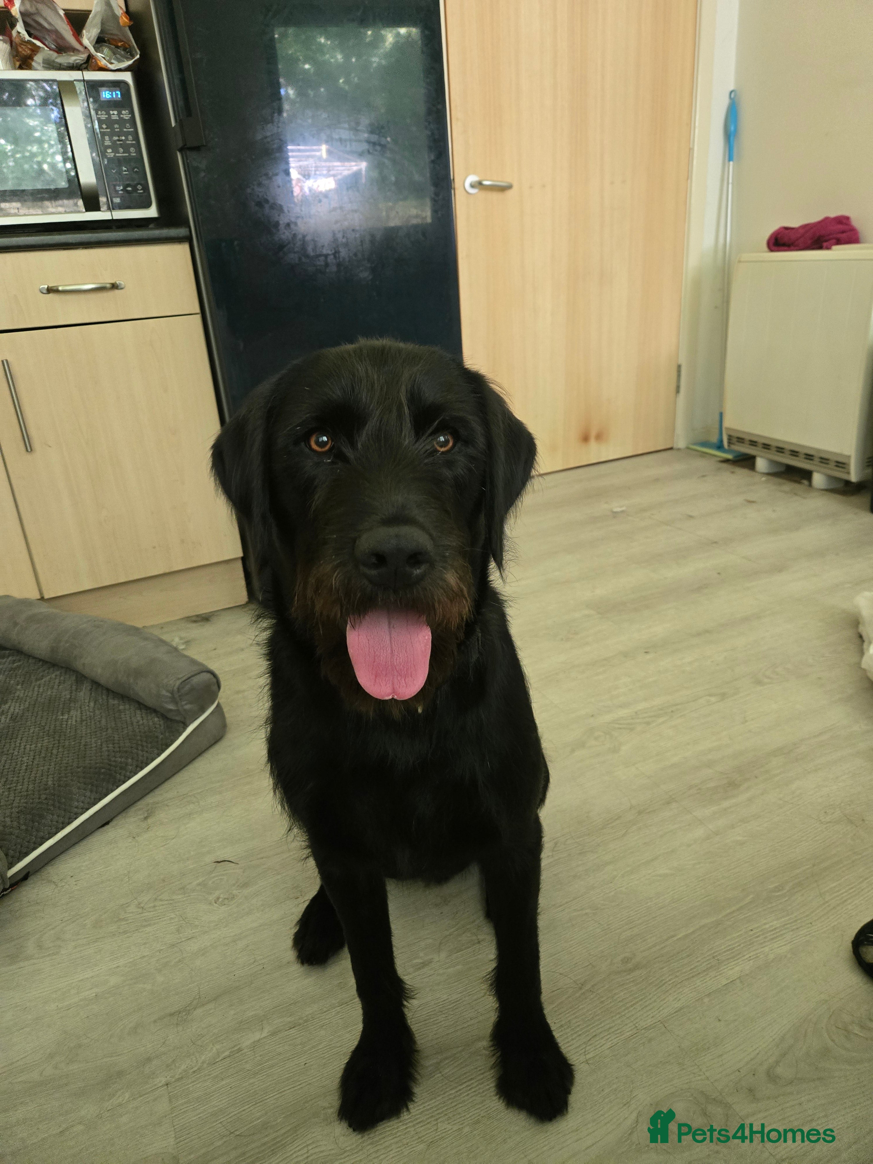 Mixed Breed dogs Labrador x 8 months old - Advert 12