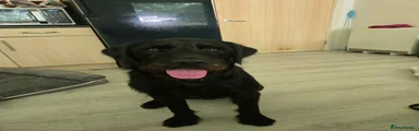 Mixed Breed 1