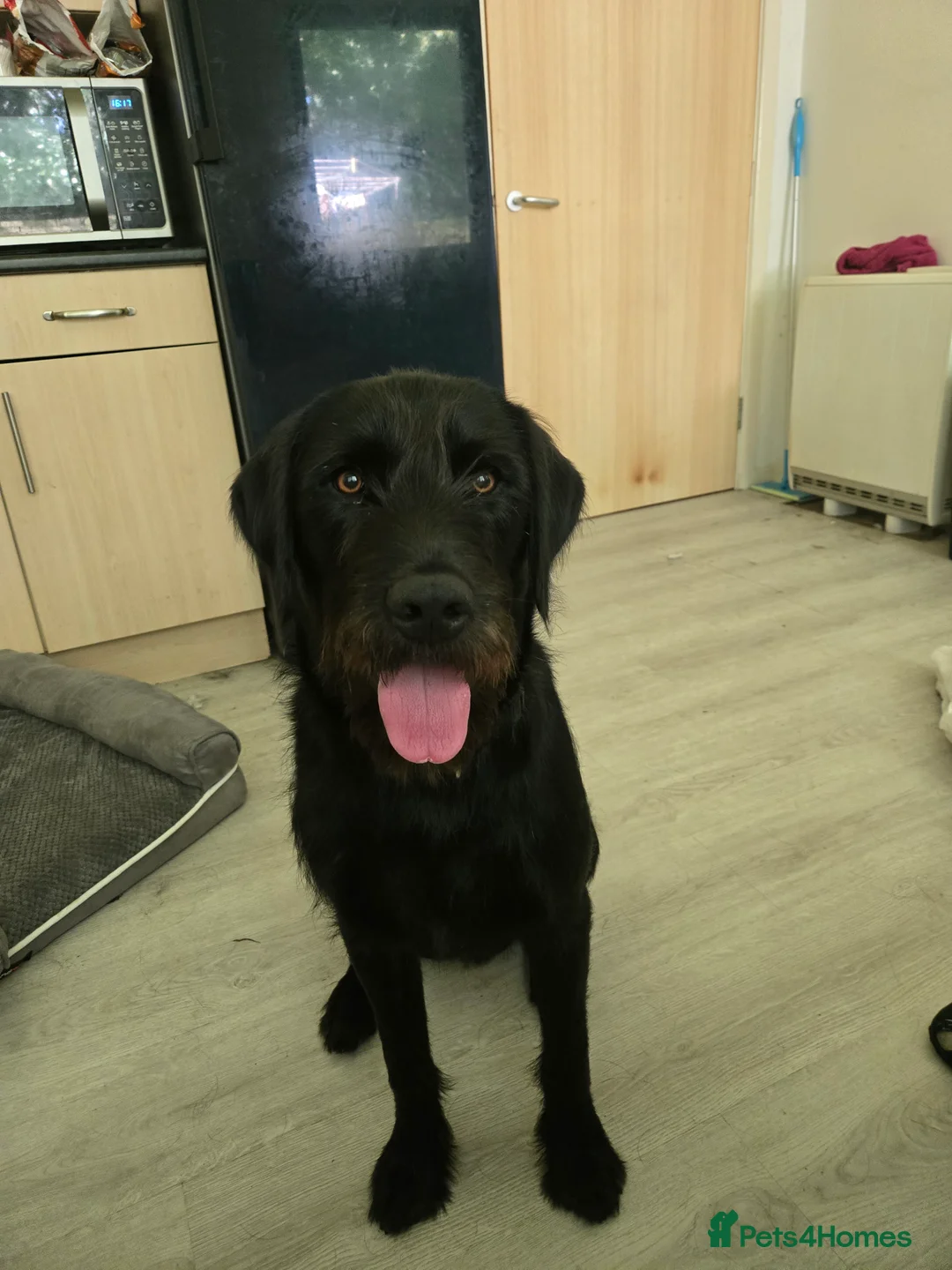Mixed Breed dogs for sale: Labrador x 8 months old - Advert 1