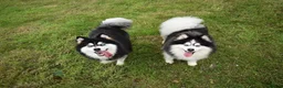 Pomsky dogs for sale: F4 Genuine Pomskies from health tested parents - Advert 3