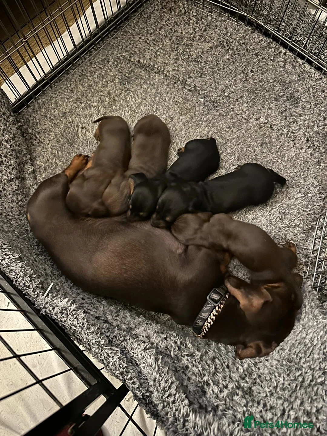 Miniature Dachshund dogs for sale: Gorgeous miniature dachshund puppies  - Advert 1