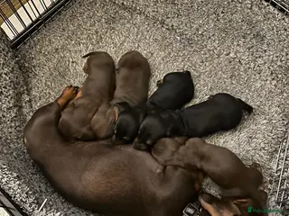 Miniature Dachshund dogs Gorgeous miniature dachshund puppies - Advert 3