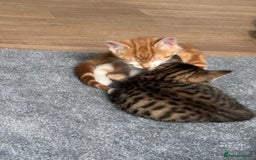 Mixed Breed cats for sale: 2 male cats  - Image 7
