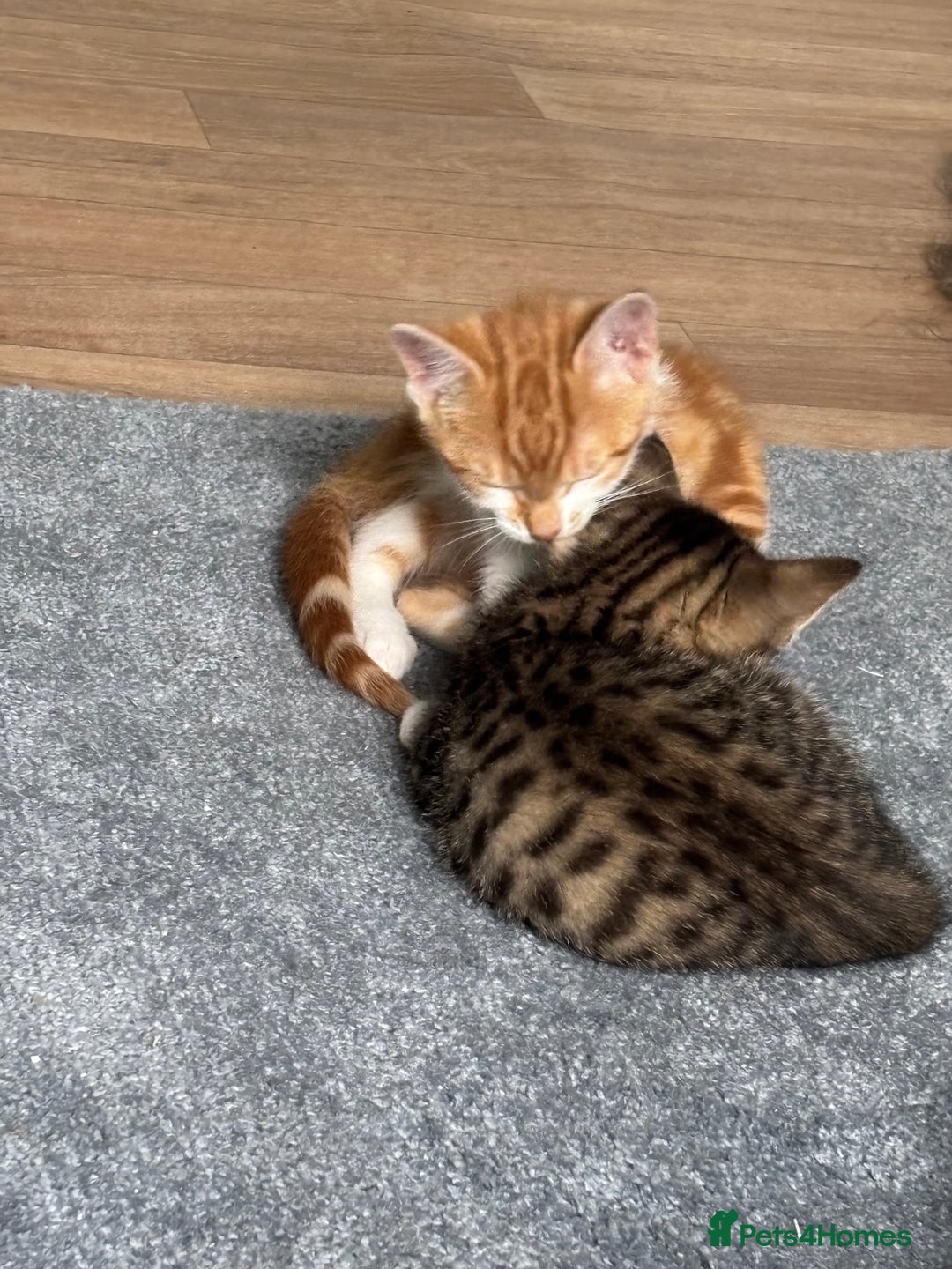 Mixed Breed cats for sale: 2 male cats  - Image 7