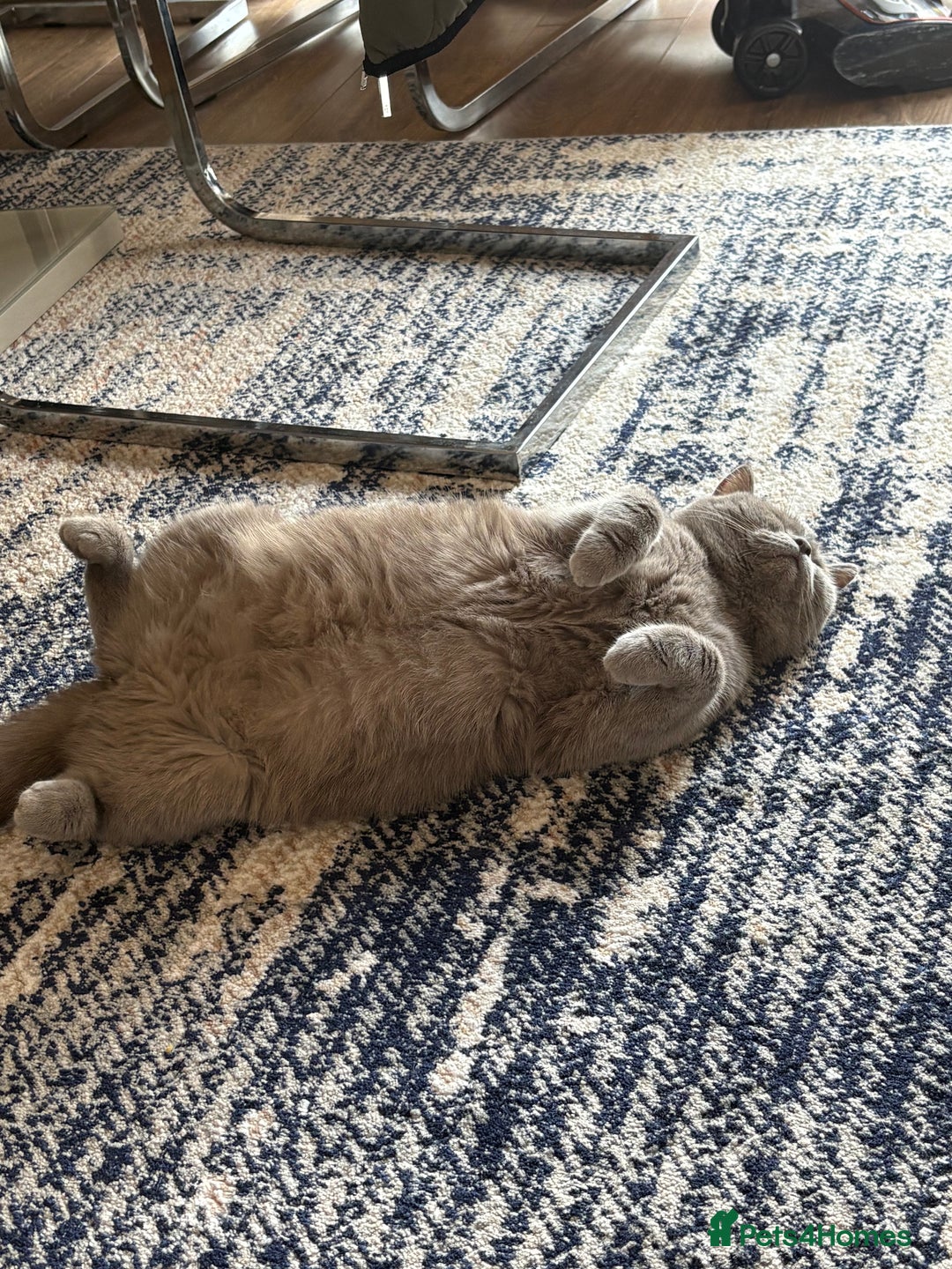 Scottish Fold cats for sale: Scottish fold - Image 4