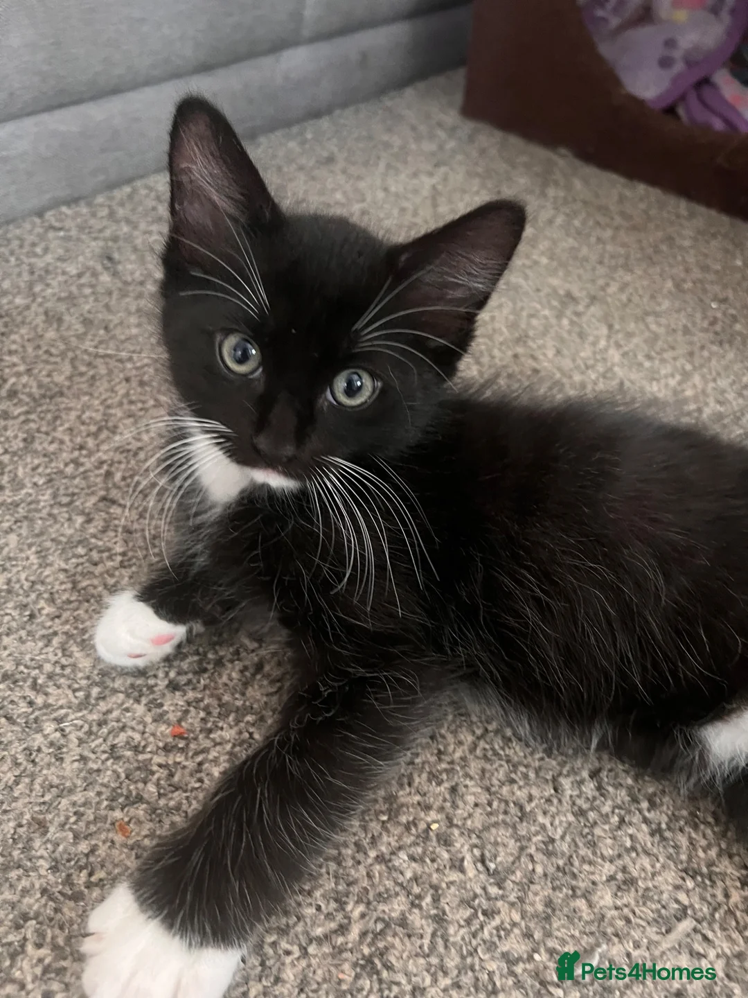 Mixed Breed cats for sale: 2 beautiful kittens looking for a forever home - Advert 2