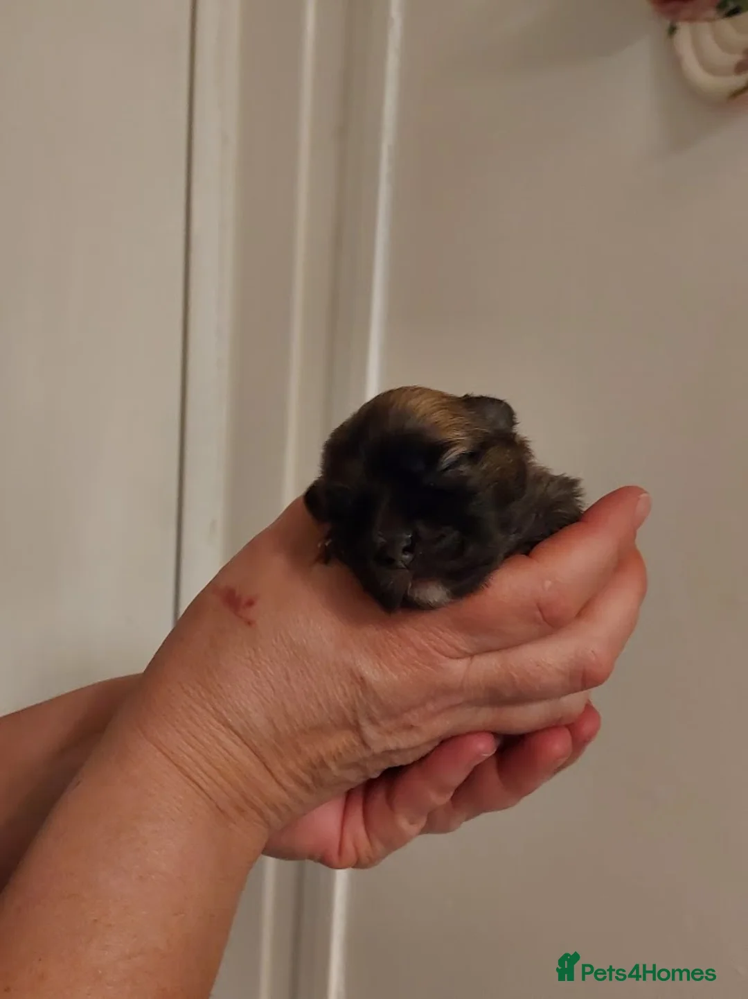 Pomchi dogs for sale: Three Beautiful Pomchi Puppies in Aylesbury - Advert 11