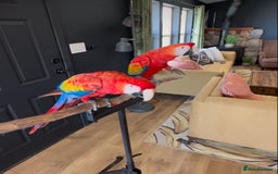 Macaws birds for sale: Scarlet Macaw Parrots Very Tamed For Sale. - Image 3