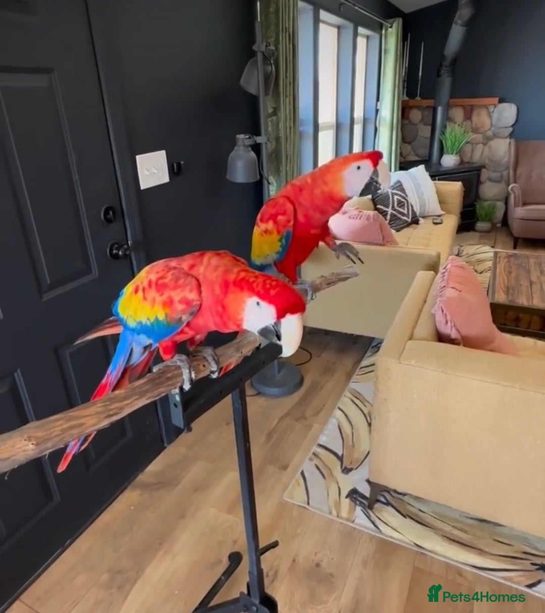 Macaws birds for sale: Scarlet Macaw Parrots Very Tamed For Sale. - Image 3