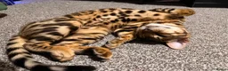 Bengal cats for sale: F3 Bengal glitter coat  in Nottingham - Advert 7