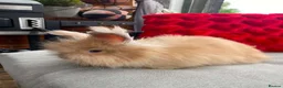 Lionhead rabbits for sale: English Full Face Angora Boy - Advert 3