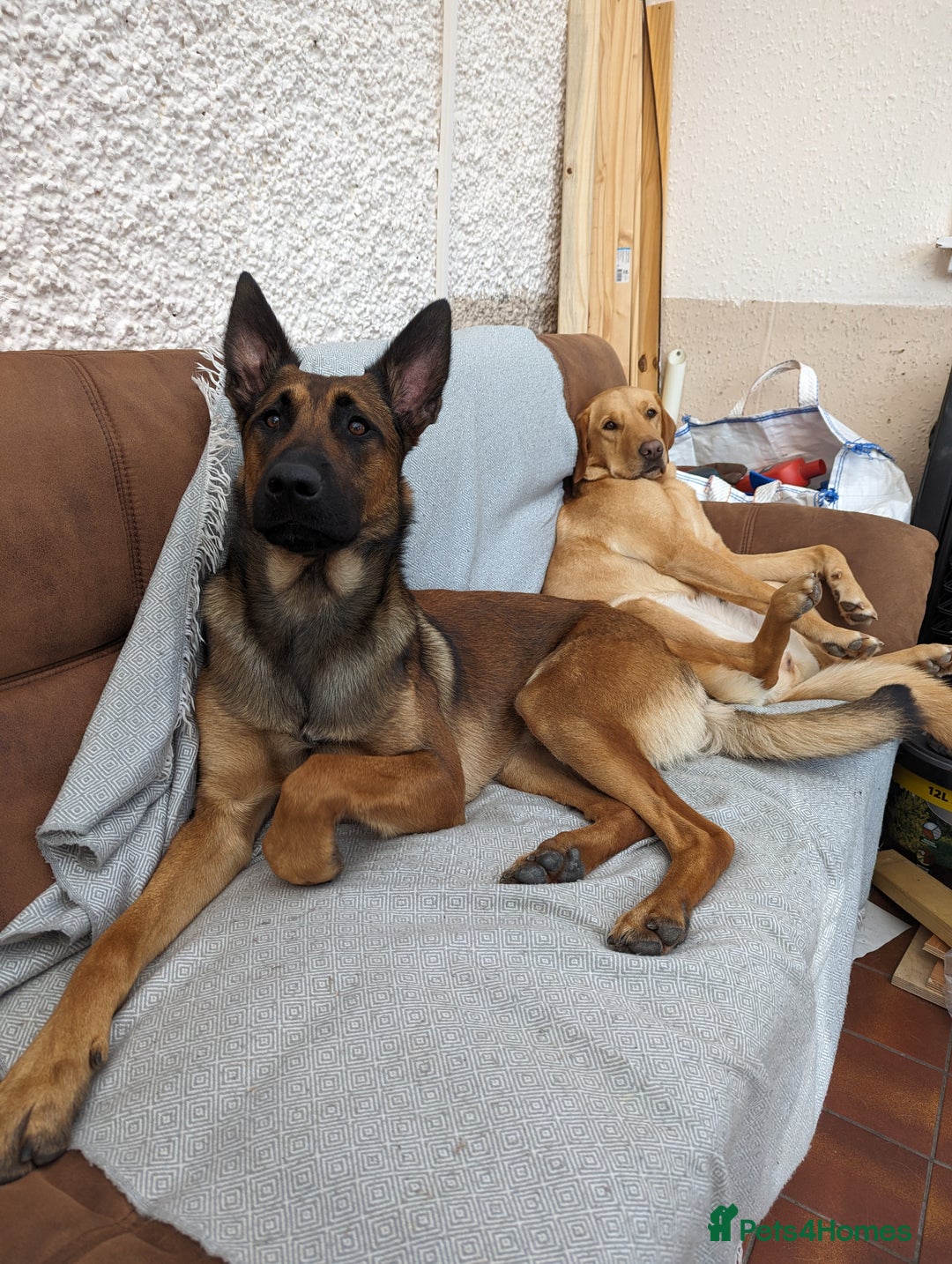 Belgian Shepherd Dog dogs for sale: Belgian Malinois For Sale - Image 7