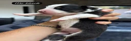 Australian Shepherd dogs for sale: Outstanding Merle/Black and Tan KC Reg Puppies  - Advert 26