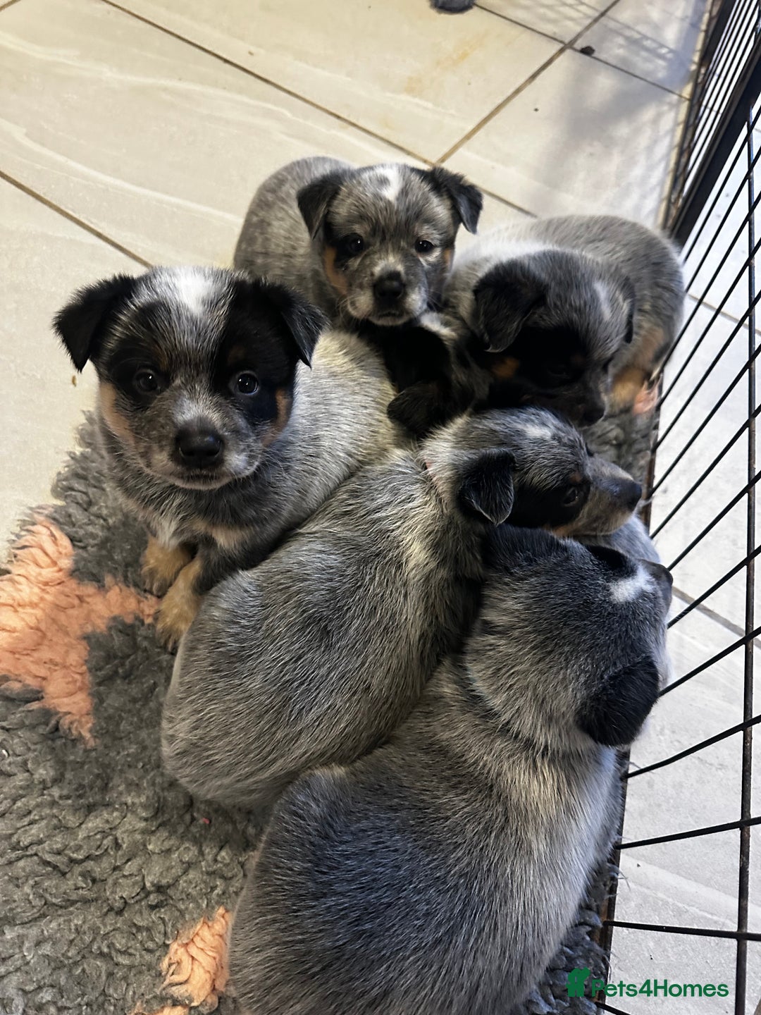 Australian Cattle Dog dogs for sale: Absolutely stunning litter!! - Advert 3