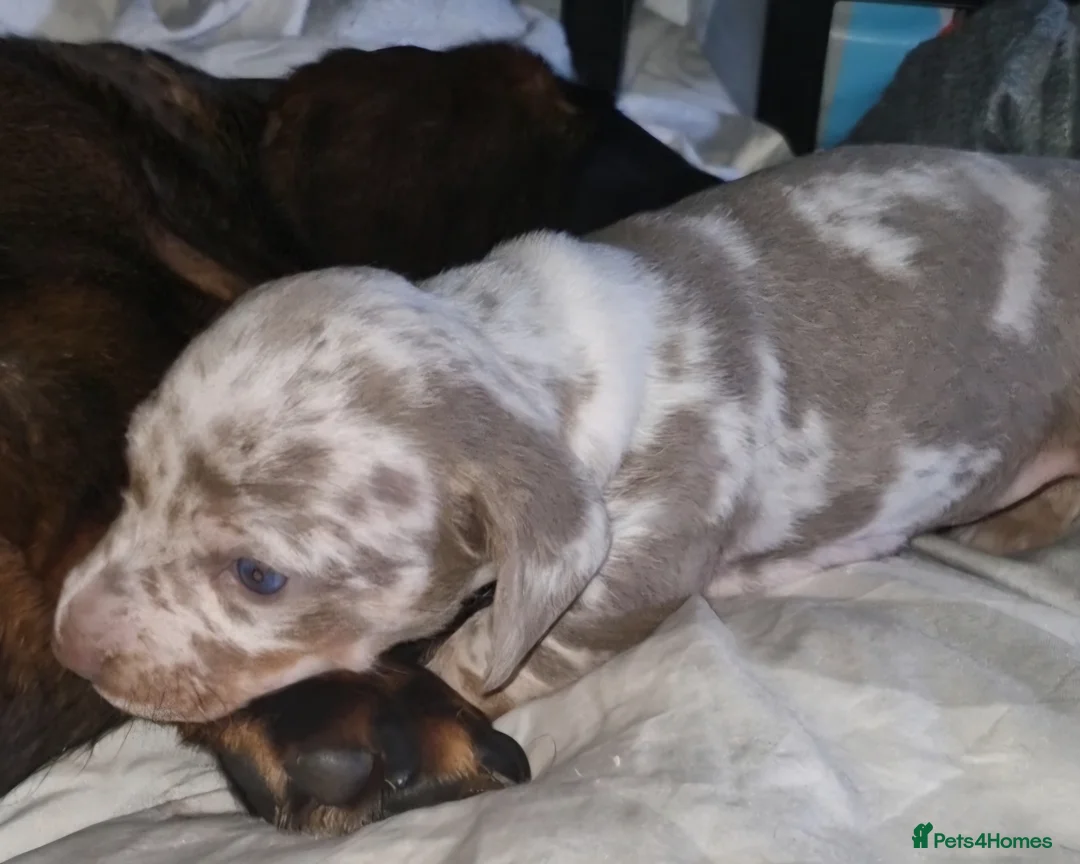 Dachshund dogs for sale: Dachshunds puppies - Advert 26