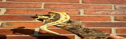 Gecko reptiles for sale: Crested Geckos  - Advert 9