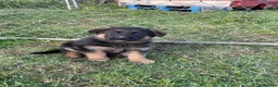 German Shepherd dogs for sale: Pure German shepherd puppies available  - Advert 9
