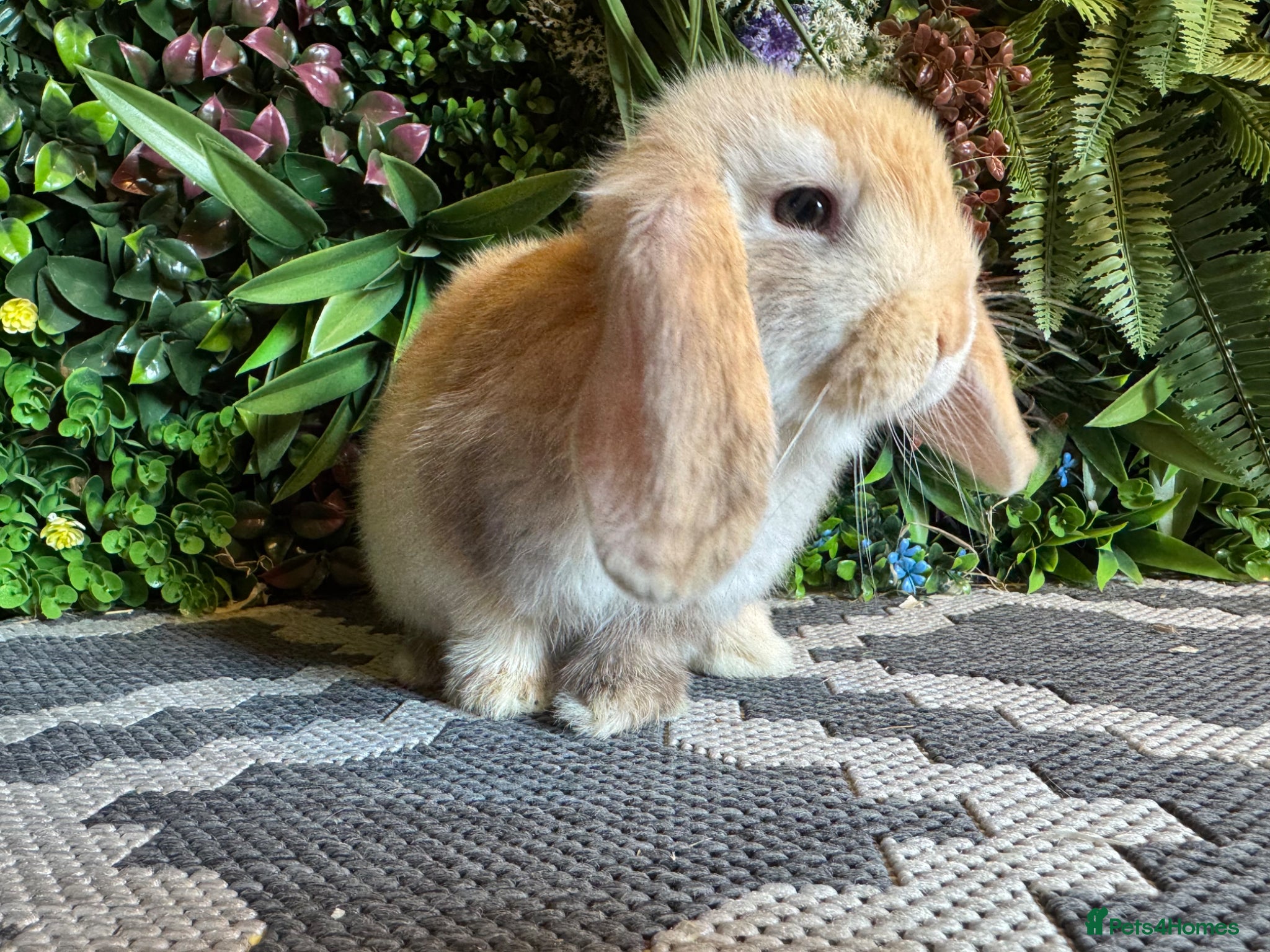 Mini Lop rabbits ⭐️pure bred mini lops ready to go⭐️ - Advert 13