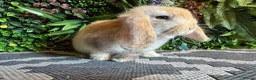 Mini Lop rabbits for sale: ⭐️Last chocolate harliquin boy⭐️ - Advert 5