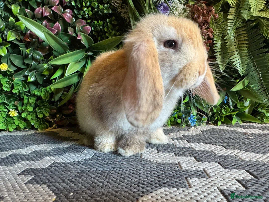 Mini Lop rabbits for sale: ⭐️Last chocolate harliquin boy⭐️ - Advert 5