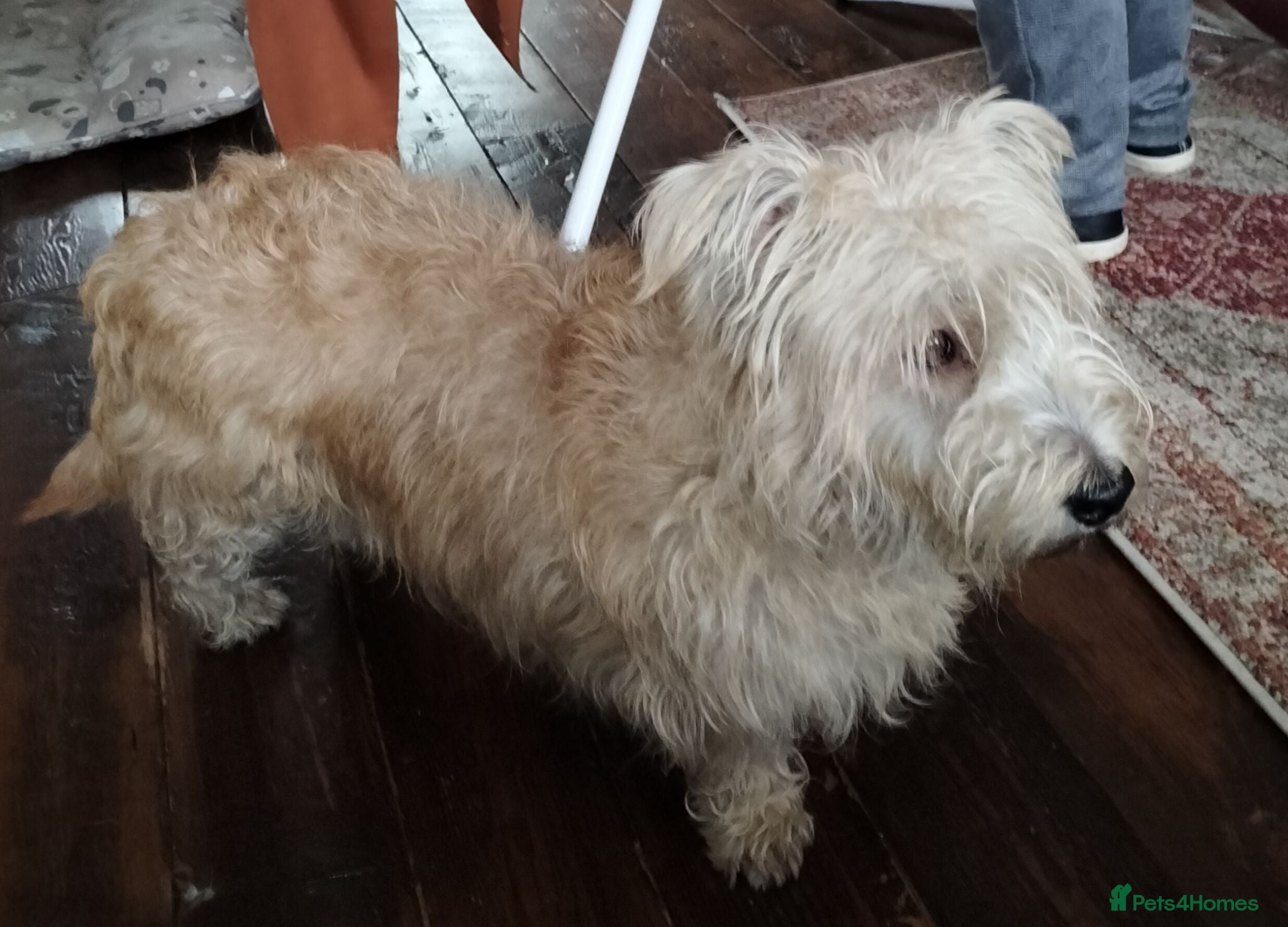 Glen of Imaal Terrier dogs Glen of Imaal puppies! - Advert 1