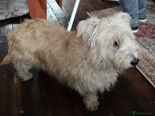 Glen of Imaal Terrier dogs Glen of Imaal puppies! - Advert 1