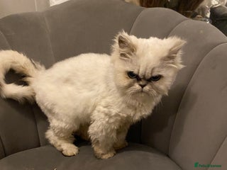 Domestic Shorthair cats Chinchilla Persian male - Advert 2