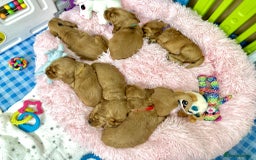 Cocker Spaniel dogs for sale: Top Quality KC Show Cockers FN PRCD-PRA CLEAR - Image 14