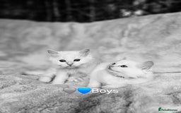 Ragdoll cats for sale: Pure Ragdoll Kittens - Image 2