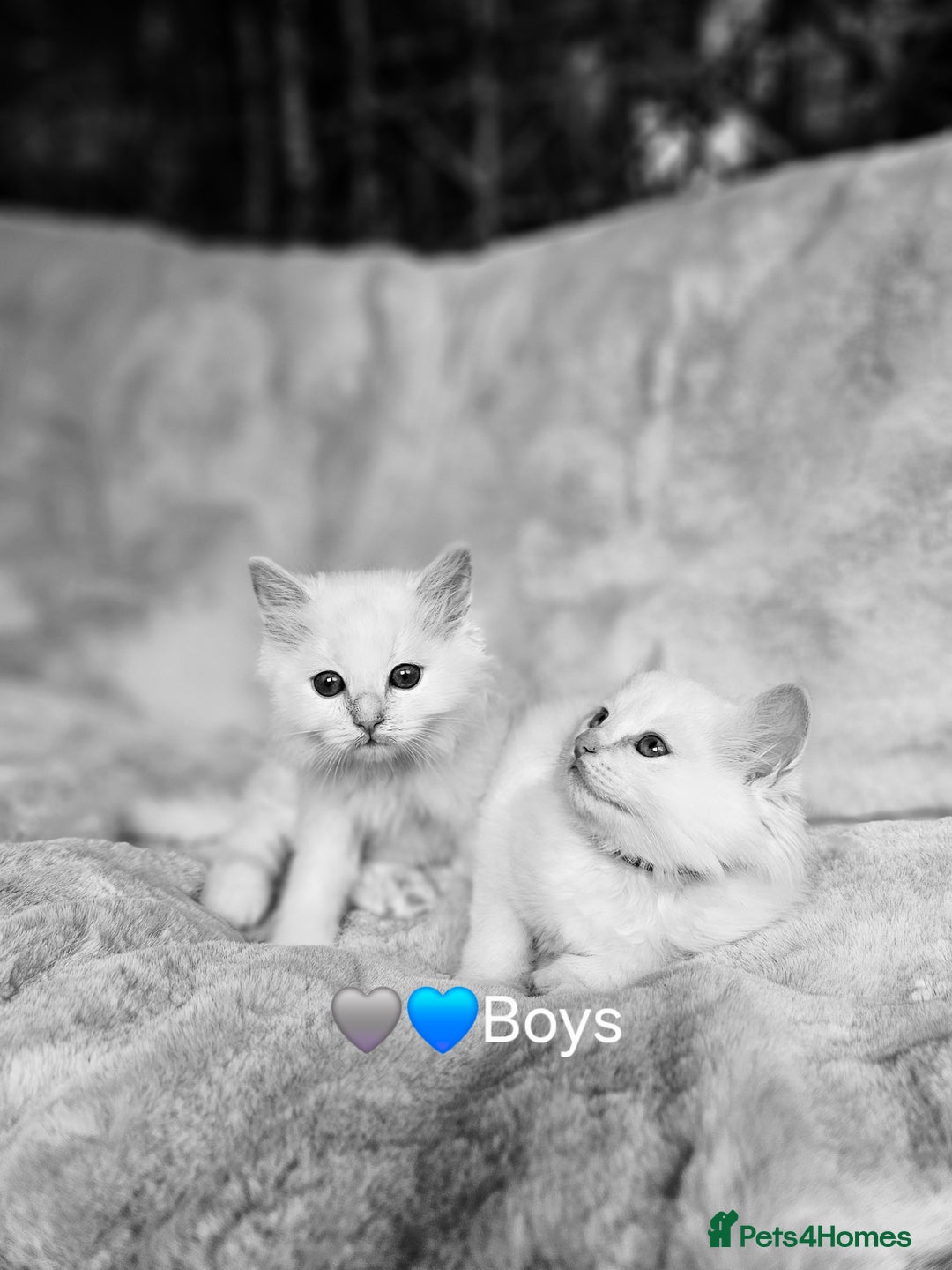 Ragdoll cats for sale: Pure Ragdoll Kittens - Image 2