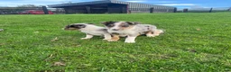 Border Collie dogs for sale: 7 beautiful border collies  - Advert 10