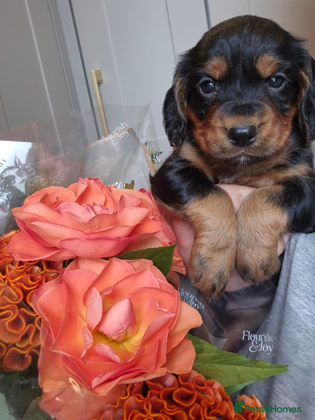 Cocker Spaniel dogs for sale: Kc registered beautiful cockers - Image 2