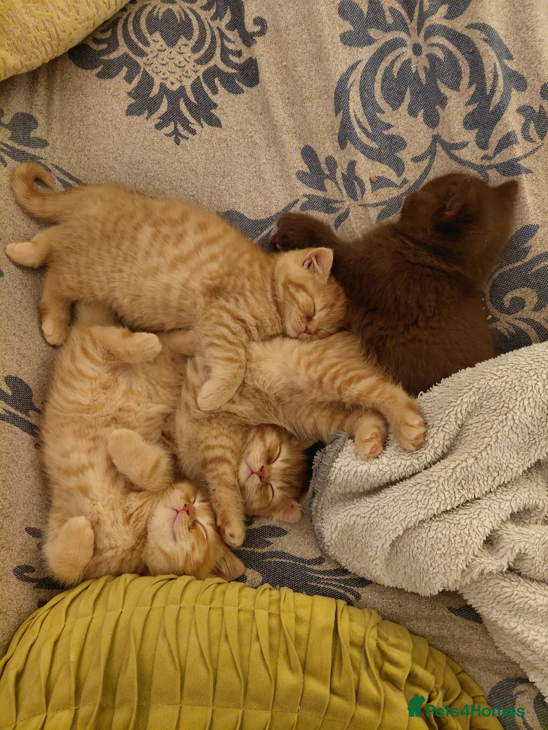 British Shorthair cats for sale: British shorthair kittens - Advert 6