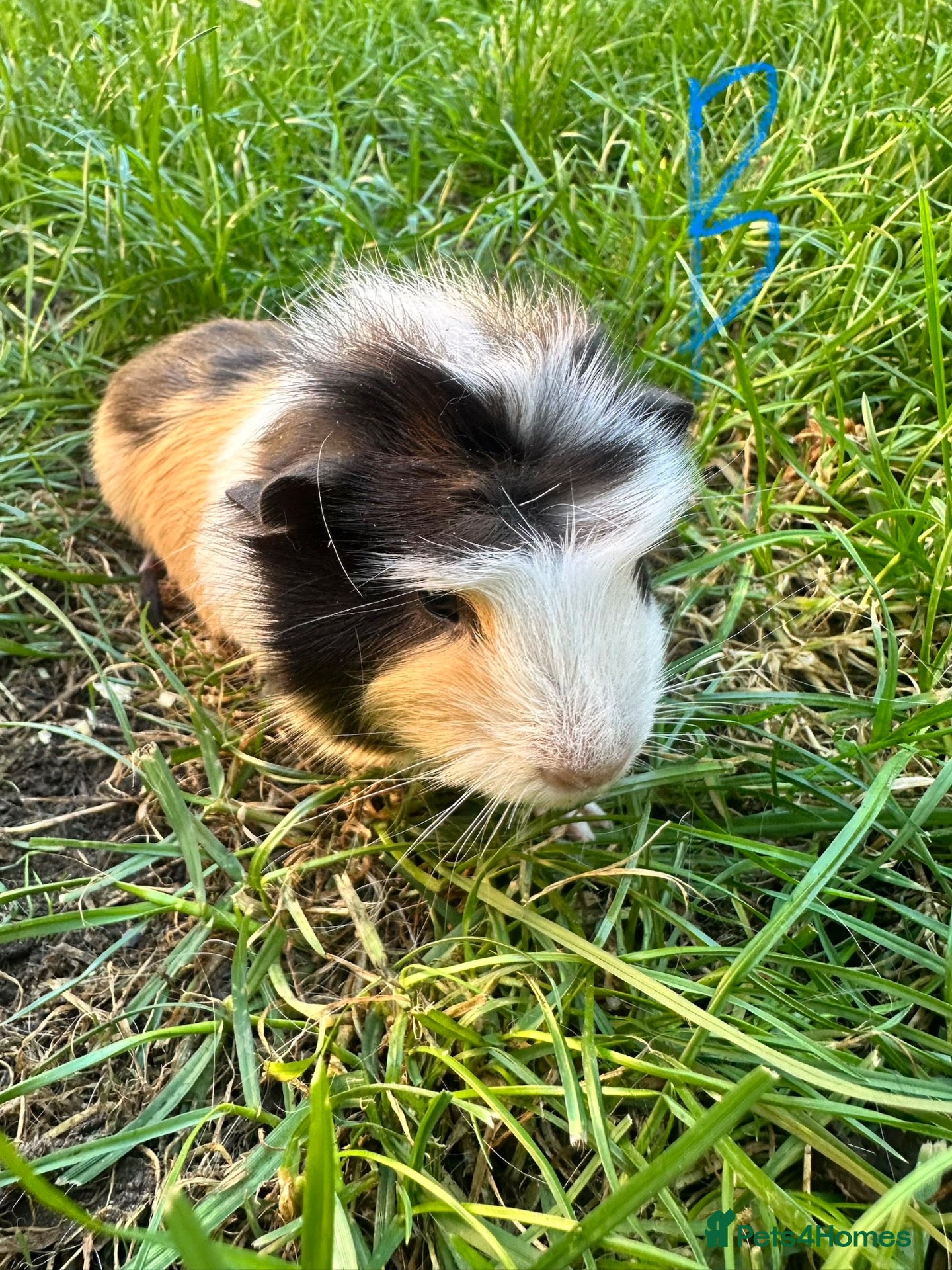Guinea Pig rodents Male Guinea Pigs For Sale  - Advert 2