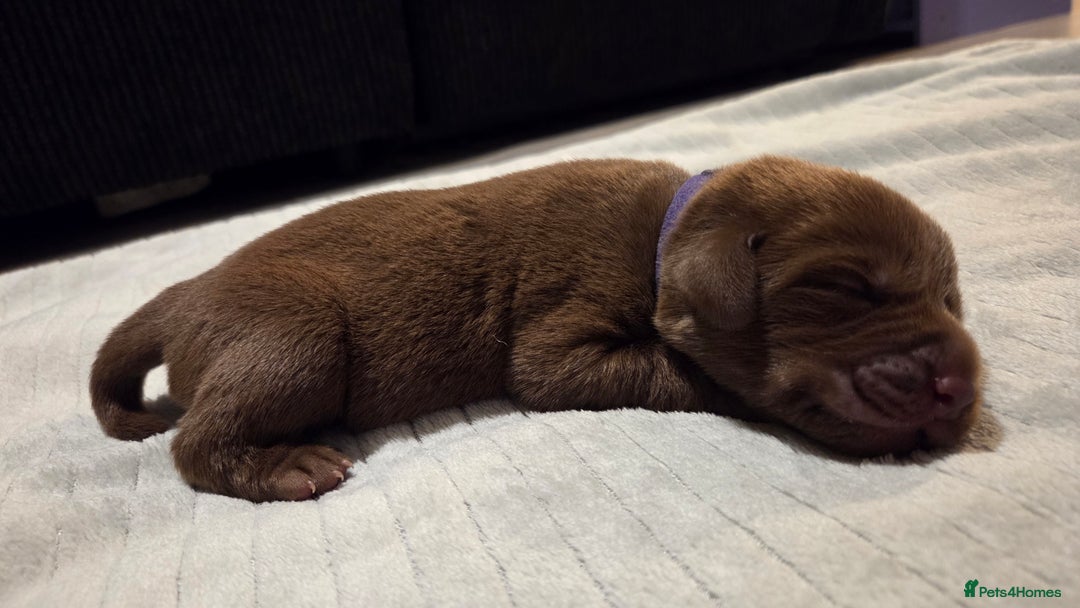 Labrador Retriever dogs for sale: Beautiful pedigree labrador puppies  - Image 31
