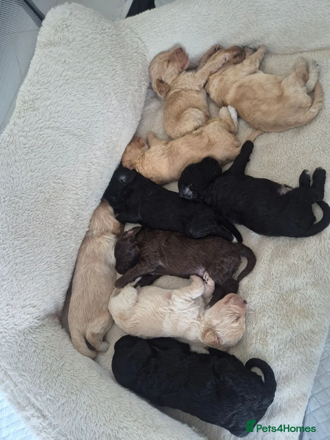Cockapoo dogs for sale: F2 Cockapoo puppies in Bridgend - Advert 2
