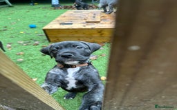 Mixed Breed dogs for sale: Cane corso/Great Dane puppies for sale ✨✨ - Image 10