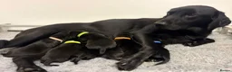 Labrador Retriever dogs for sale: Kc registered litter for sale  - Advert 1