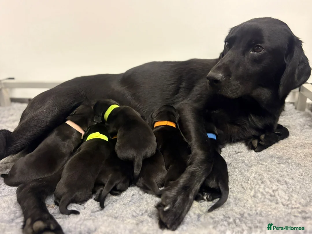Labrador Retriever dogs for sale: Kc registered litter for sale  - Advert 1