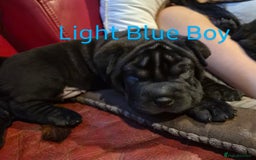 Mixed Breed dogs for sale: Ready to leave 3 Girls Left Shar-Pei x Chow pups  - Image 4