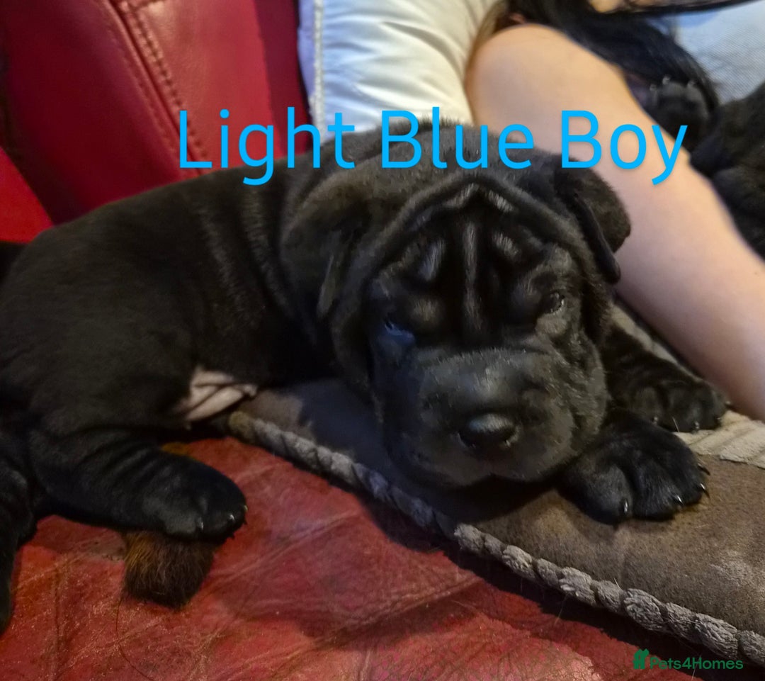 Mixed Breed dogs for sale: Ready to leave 3 Girls Left Shar-Pei x Chow pups  - Image 4